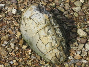 Turtle stone